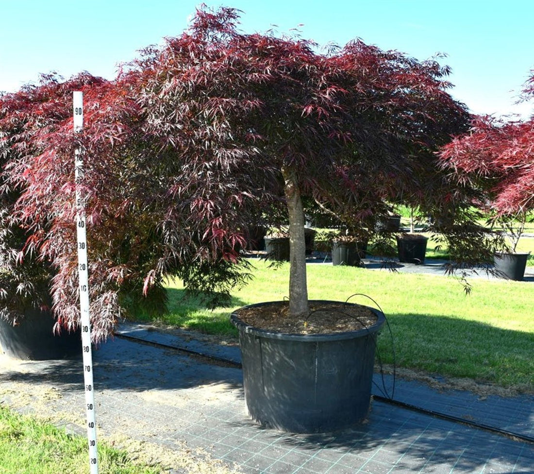 Japansk lönn – Acer palmatum &