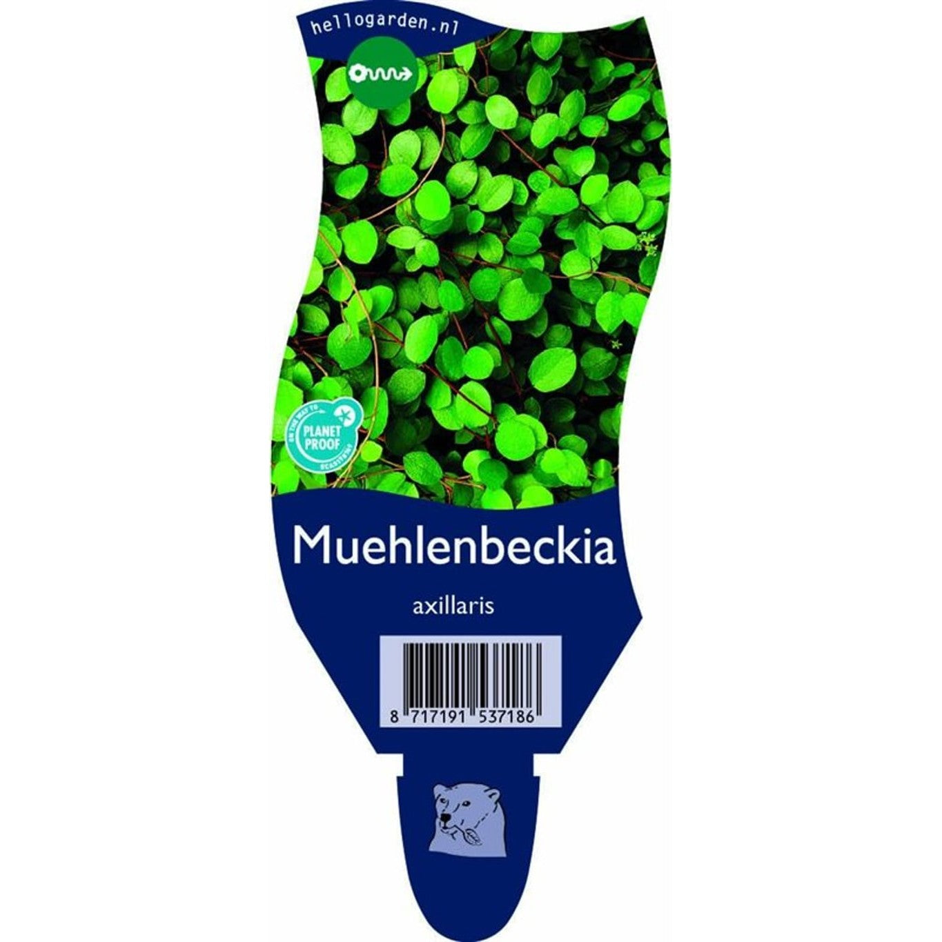 Slingerväxt – Muehlenbeckia axillaris - P11