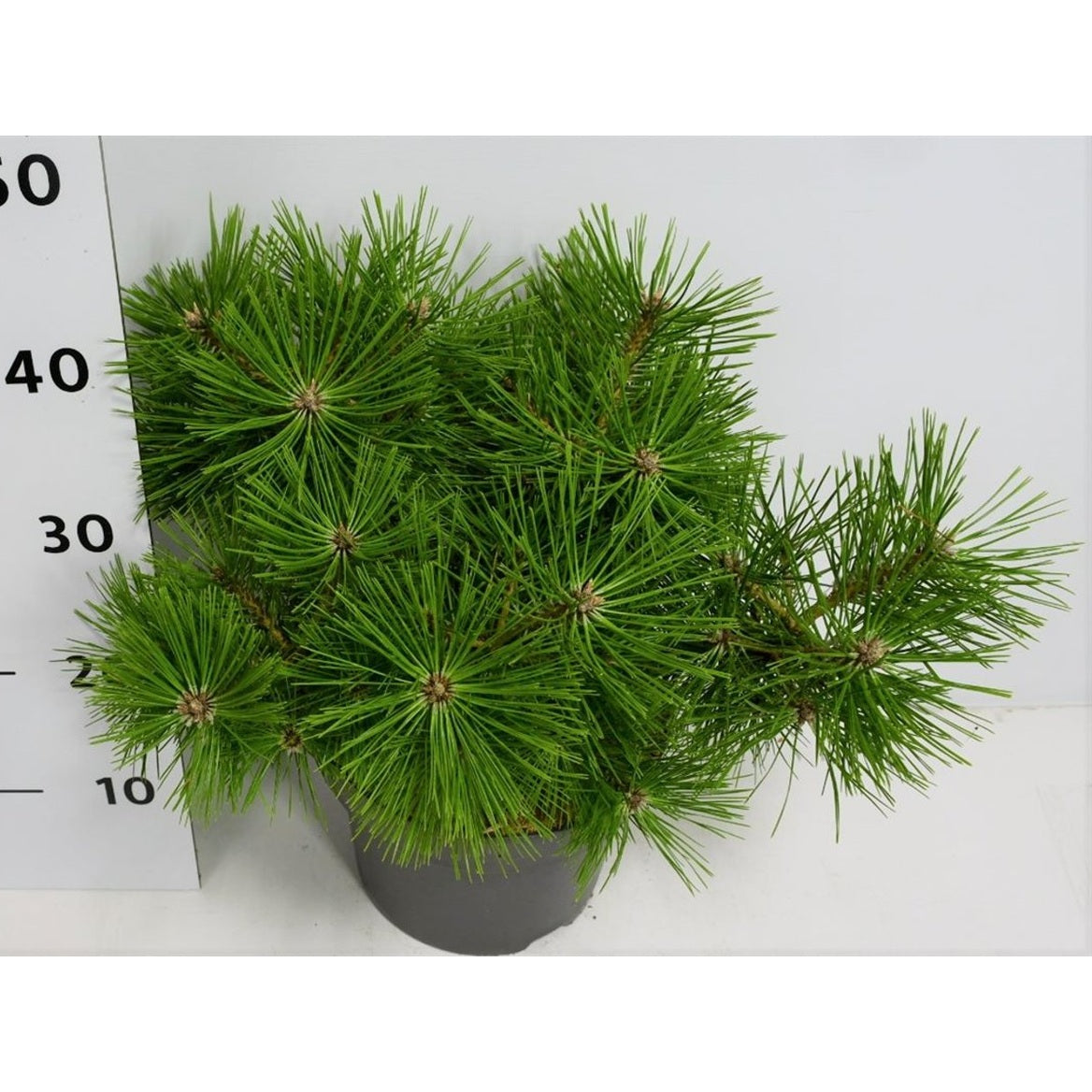 Svarttall – Pinus densiflora 'Jane Kluis' - C5 30-40 cm.
