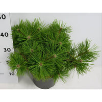 Svarttall – Pinus densiflora 'Jane Kluis' - C5 30-40 cm.