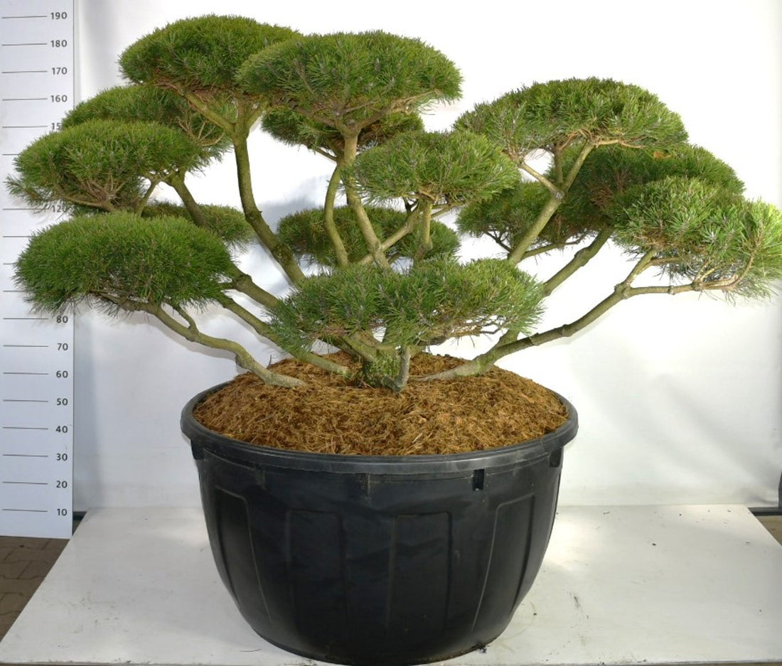 Bergtall – Pinus mugo mugo - C500 175-200 cm. Bonsai