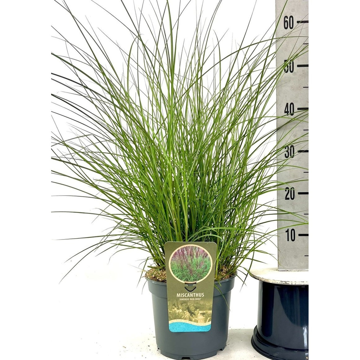 Glansmiskantus – Miscanthus sinensis 'Red Chief' - C5