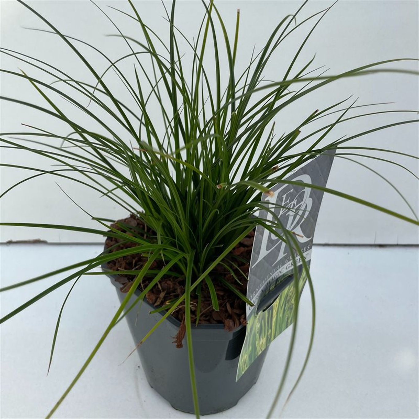 Starr – Carex oshimensis 'Magic Green' - C2