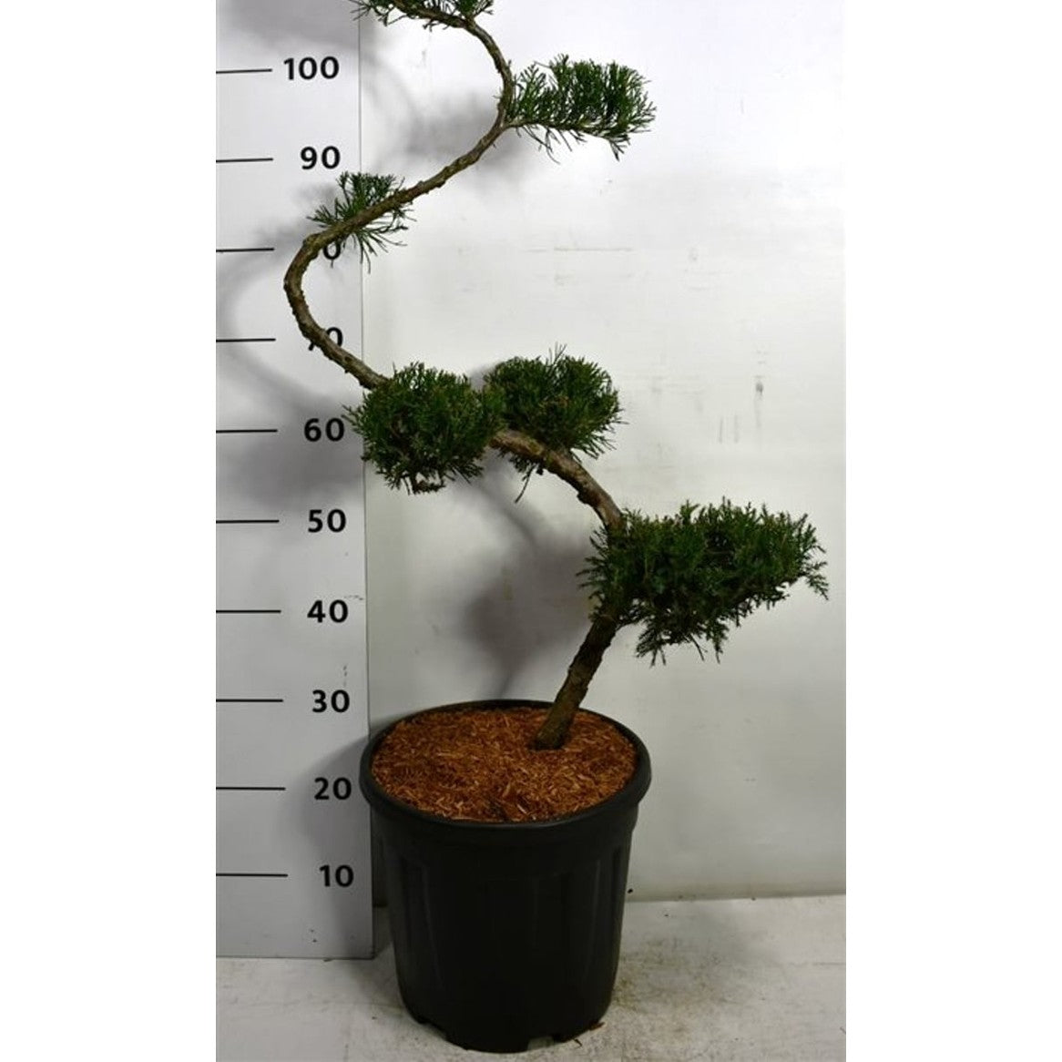 Pfitzer-en – Juniperus pfitzeriana 'Mint Julep' - C20 80 cm. S Vorm