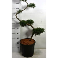 Pfitzer-en – Juniperus pfitzeriana 'Mint Julep' - C20 80 cm. S Vorm