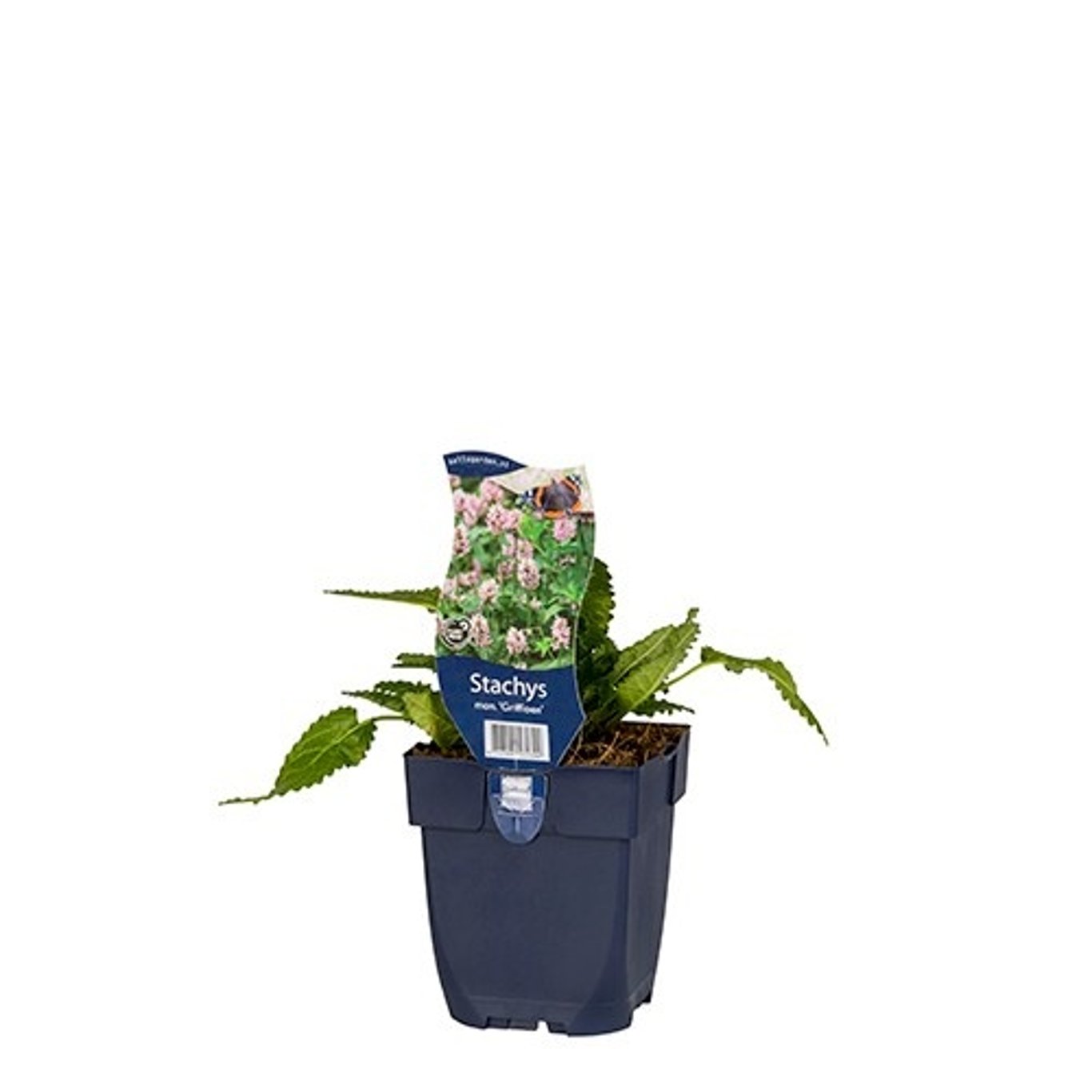 Läkevänderot – Betonica officinalis 'Hummelo' - P11