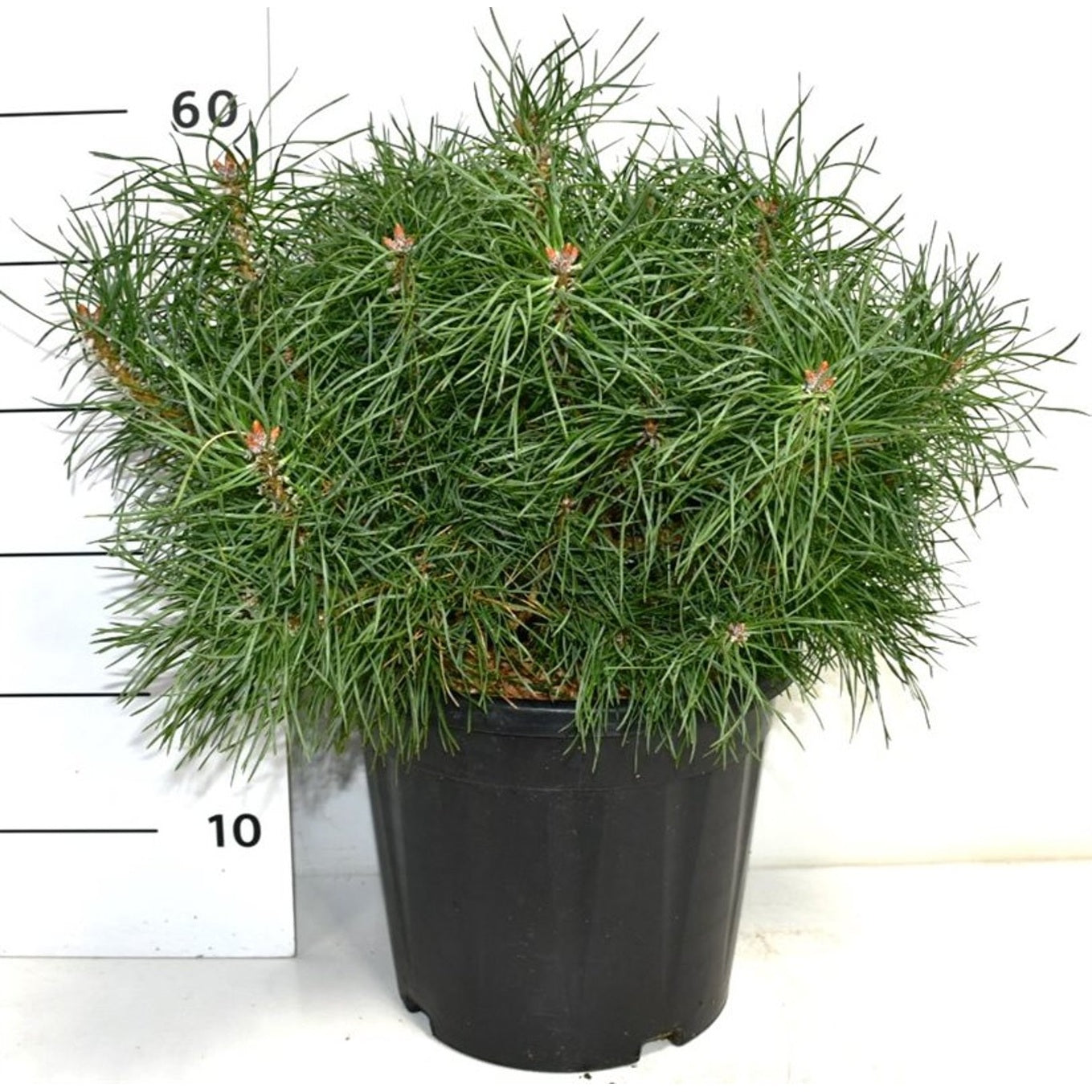 Tall – Pinus sylvestris 'Blue Pearl' - C12 30-40 CM