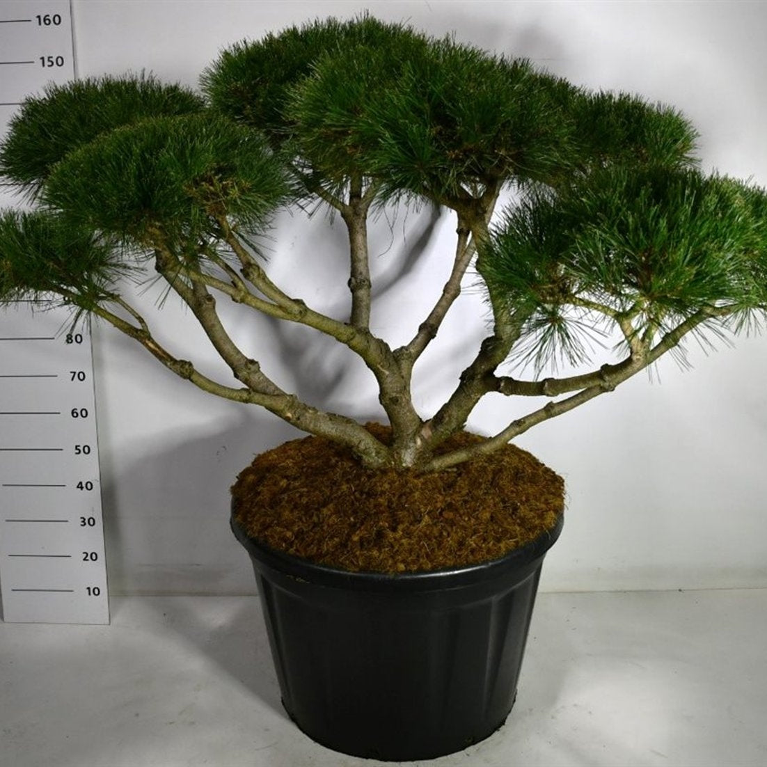 Svarttall – Pinus nigra 'Marie Bregeon' - C90 125-150 cm. Bonsai