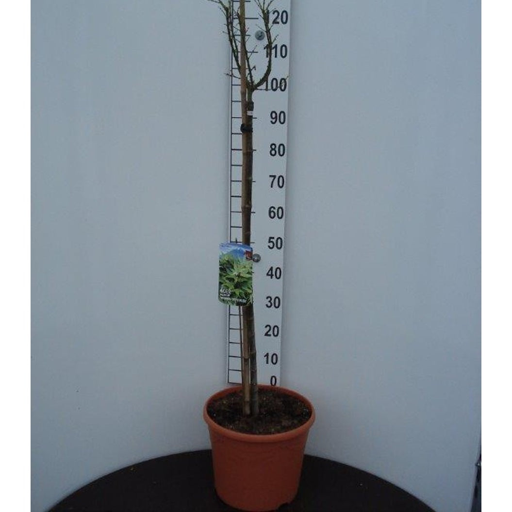 Japansk lönn – Acer pal. 'Mikawa-yatsubusa' - 90 CM Stem C20