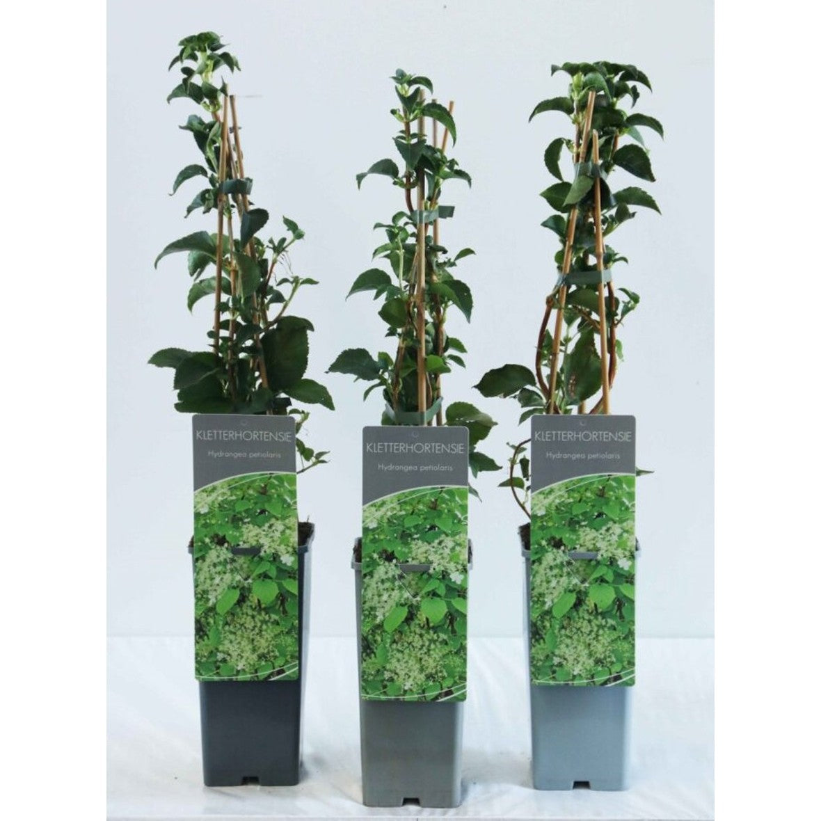 Hortensia – Hydrangea arborescens 'Pink Percussion' - C2 50-60 CM 3 Stick