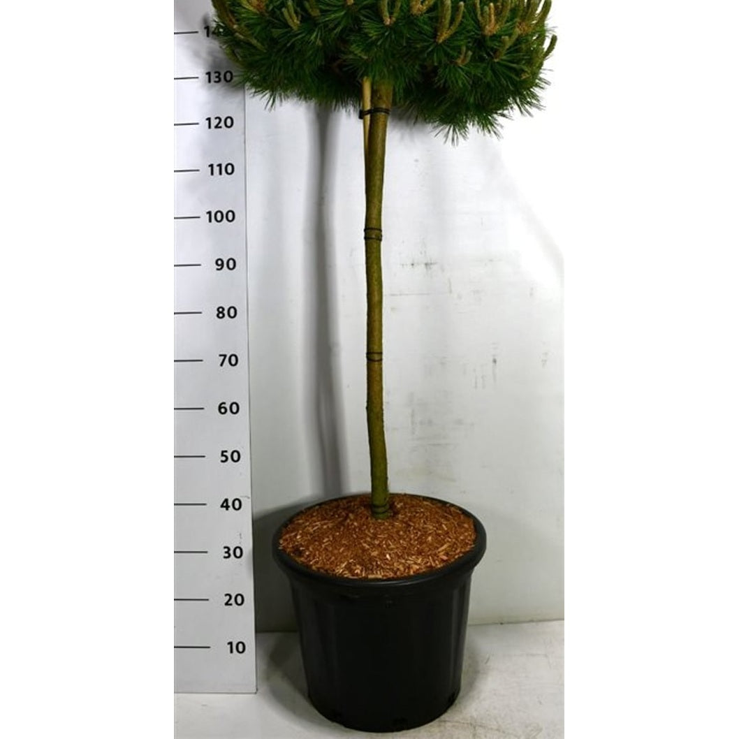 Svarttall – Pinus densiflora 'Low Glow' - C35 100 cm. Stam