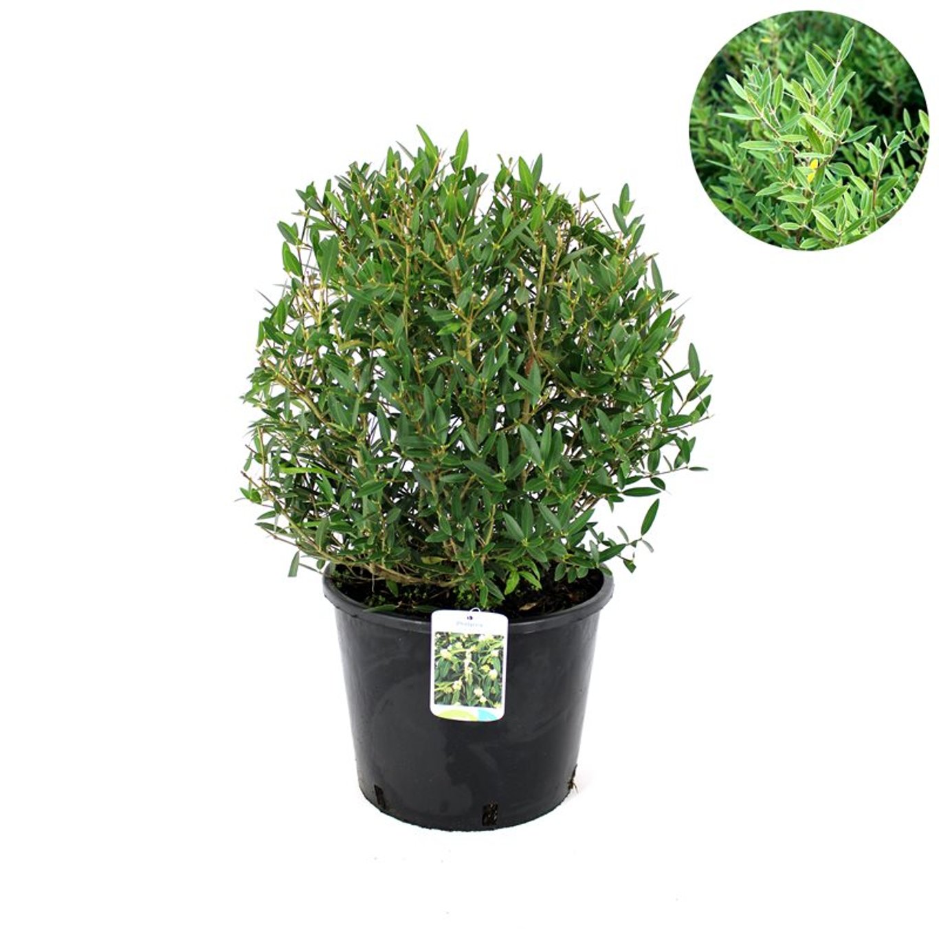 Smalbladig järnek – Phillyrea angustifolia - 30-40 CM Ball Cont.
