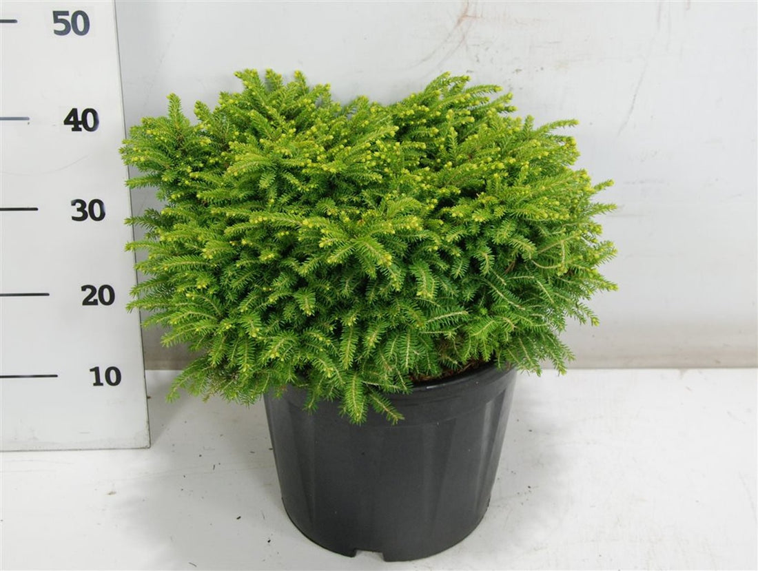 Gran – Picea abies &