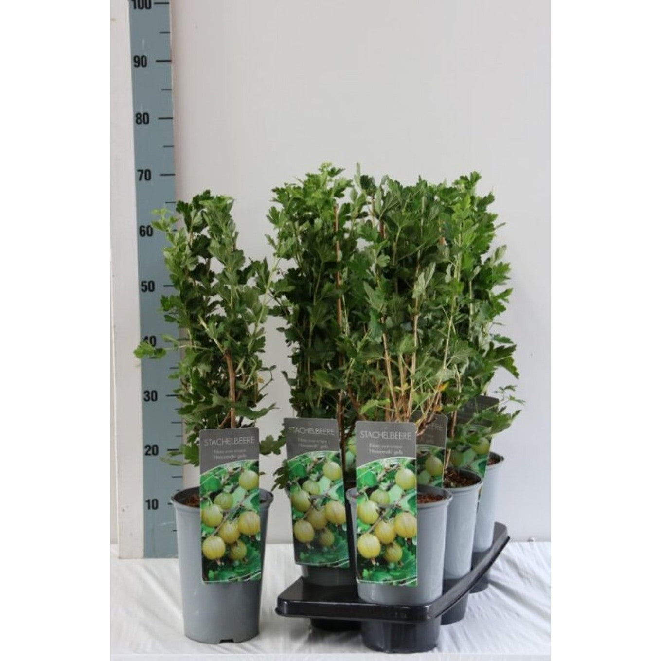 Krusbär – Ribes uva-crispa 'Hinnonmäki Gelb' - C3 40-60 CM