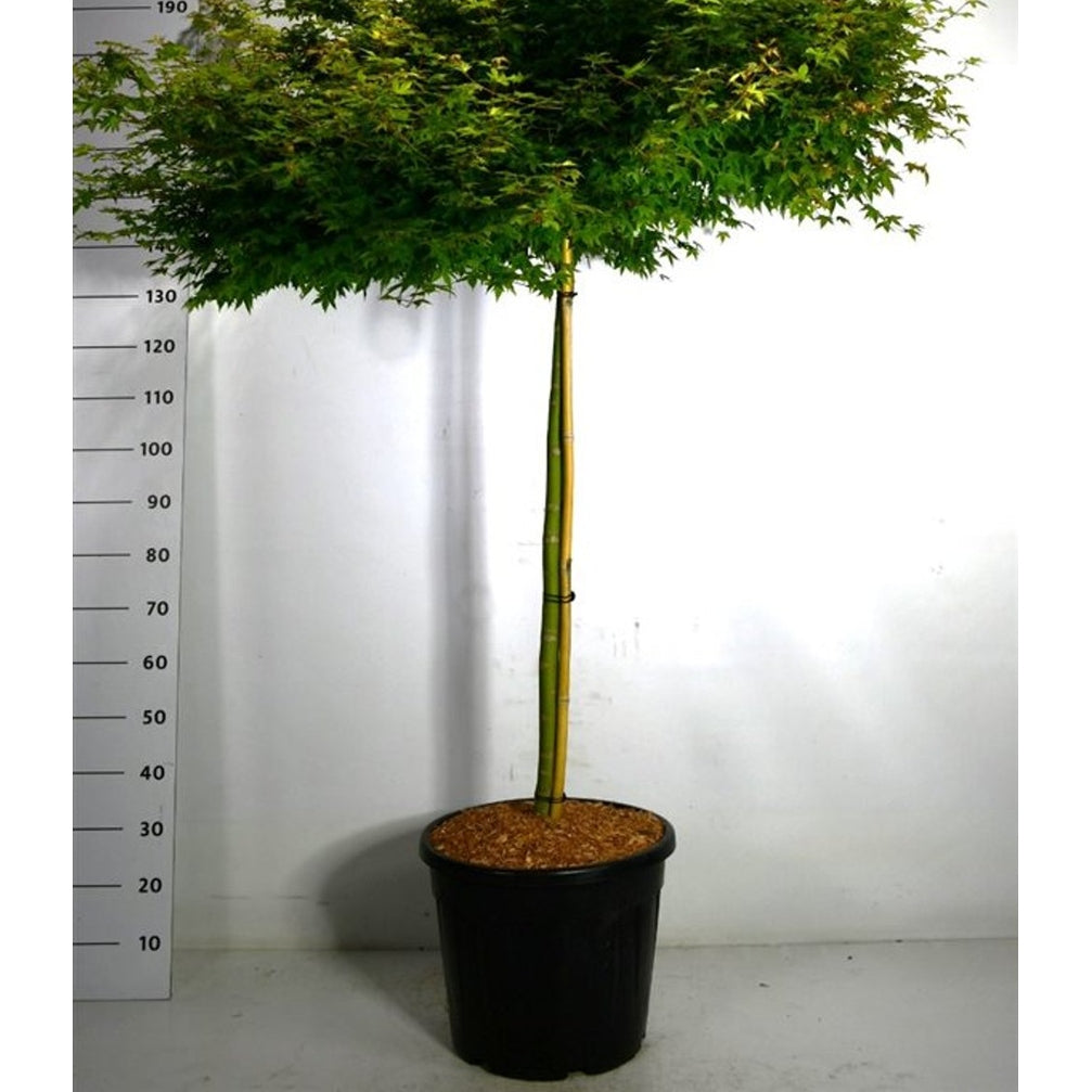 Japansk lönn – Acer palmatum 'Little Princess' - C35 110 cm. Stam