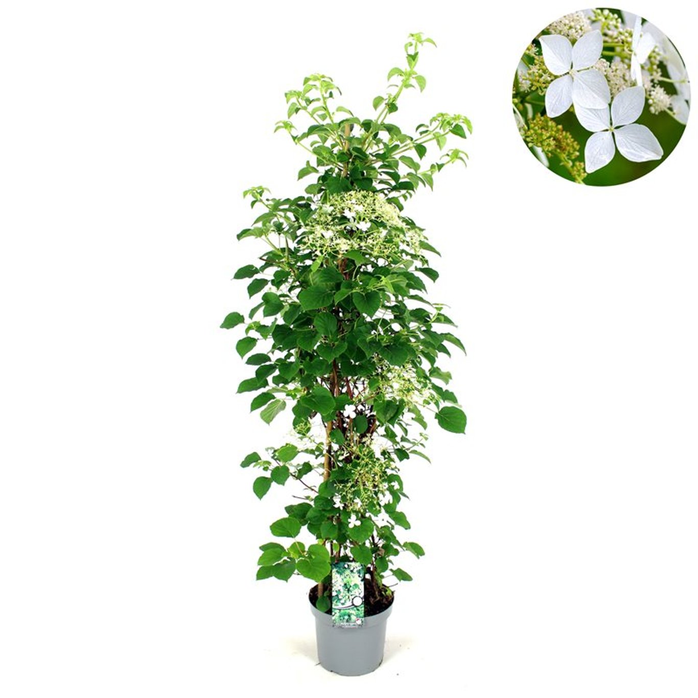 Hortensia – Hydrangea arborescens 'Pink Percussion' - C7.5 150-175 CM