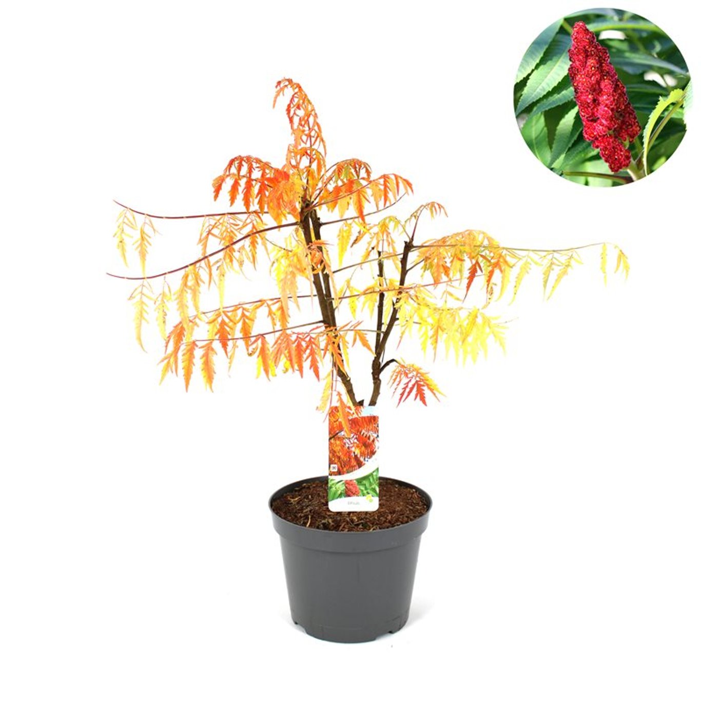 Rönnsumak – Rhus typhina 'Tiger Eyes'® - C10 50-60 CM