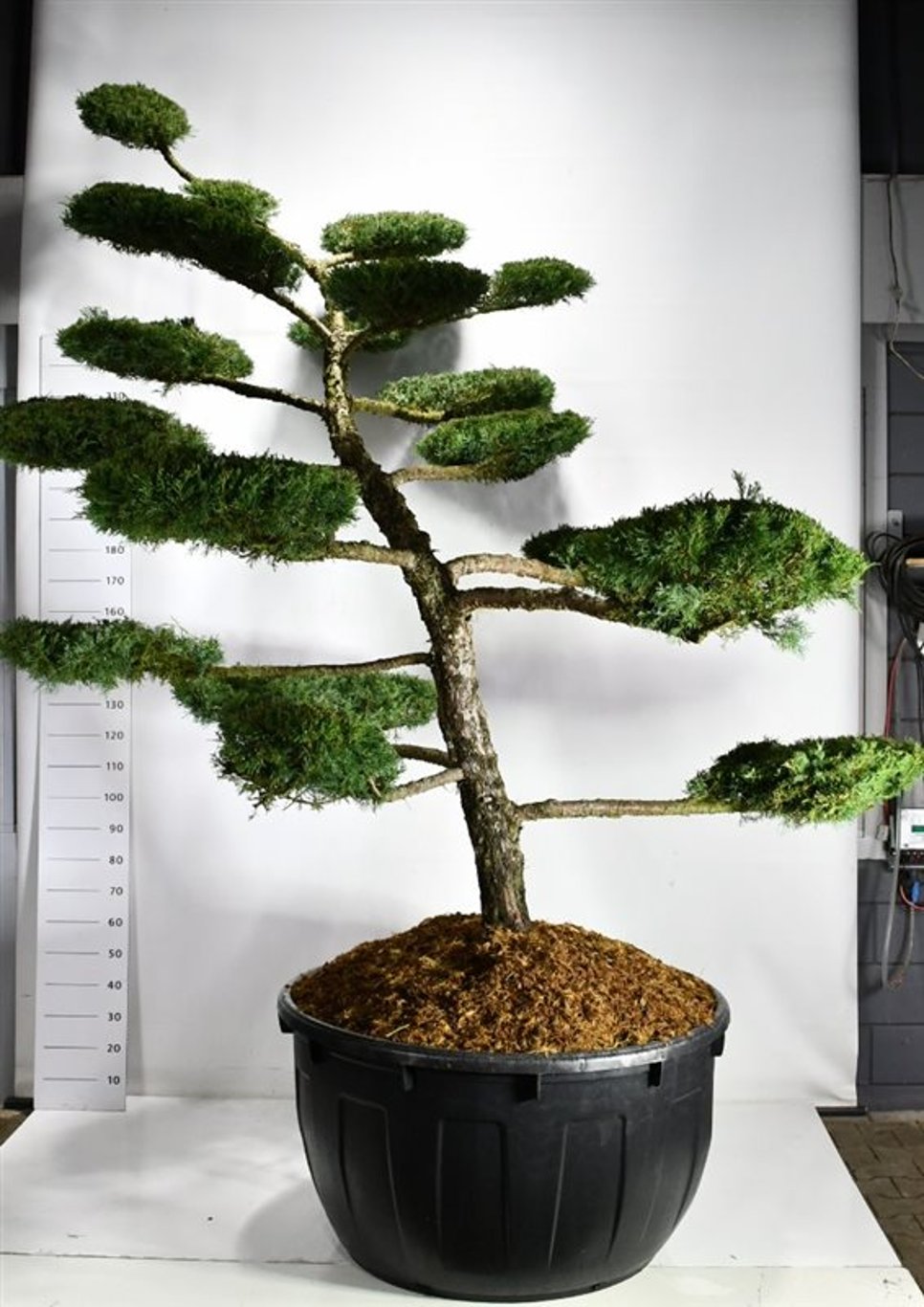 Hybrid-en – Juniperus media &