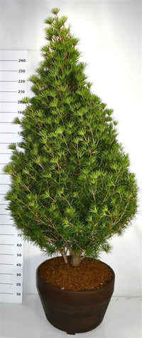 Paraplygran – Sciadopitys verticillata 'Beauty Green' - C120 200-225 cm.