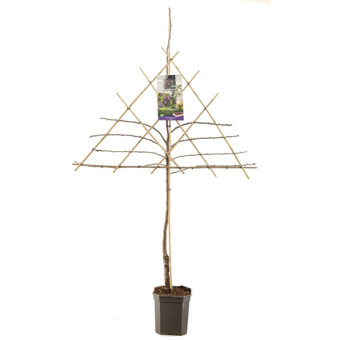 Plommon – Prunus domestica &