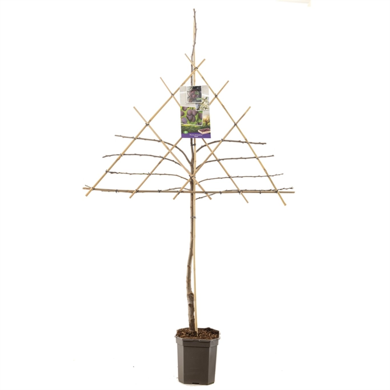 Plommon – Prunus domestica 'Opal' - C7.5 150 CM Espalier