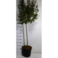 Kreppmyrten – Lagerstroemia indica 'Pink Velour' - C15 80 cm. Stam