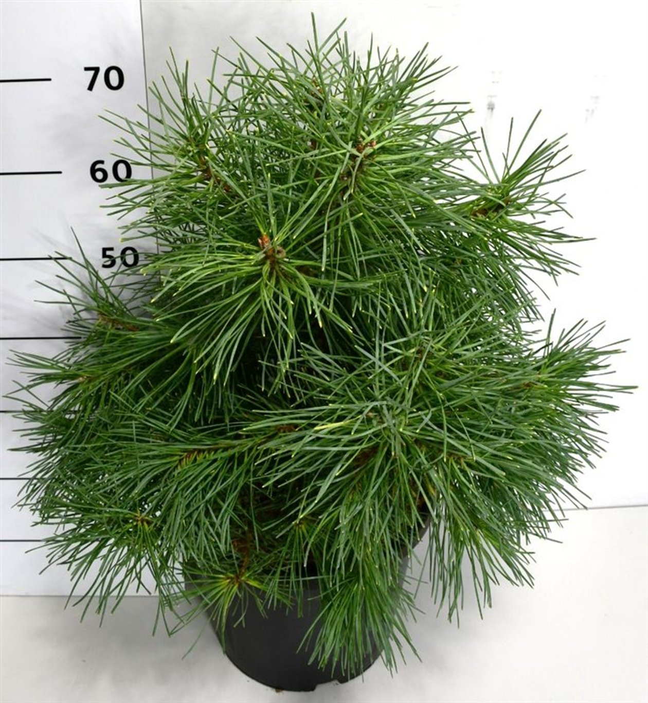 Tall – Pinus sylvestris 'Aurea' - C13 50-60 cm.