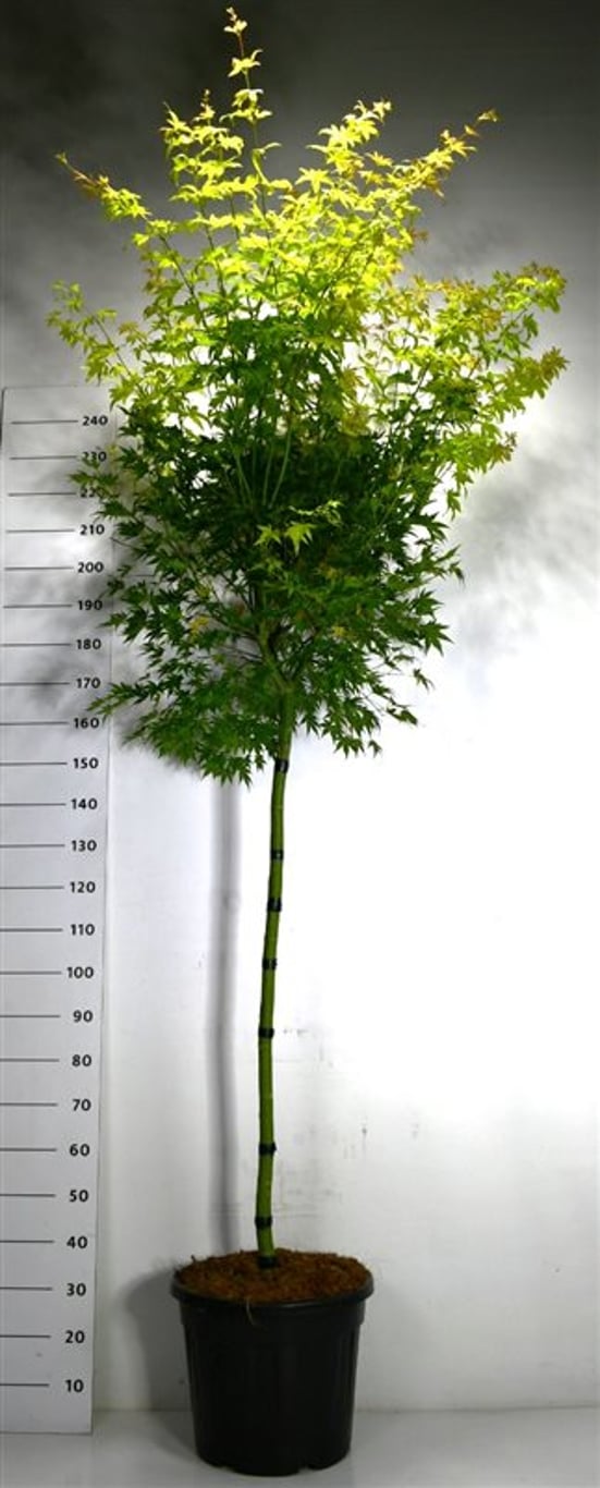 Japansk lönn – Acer palmatum &