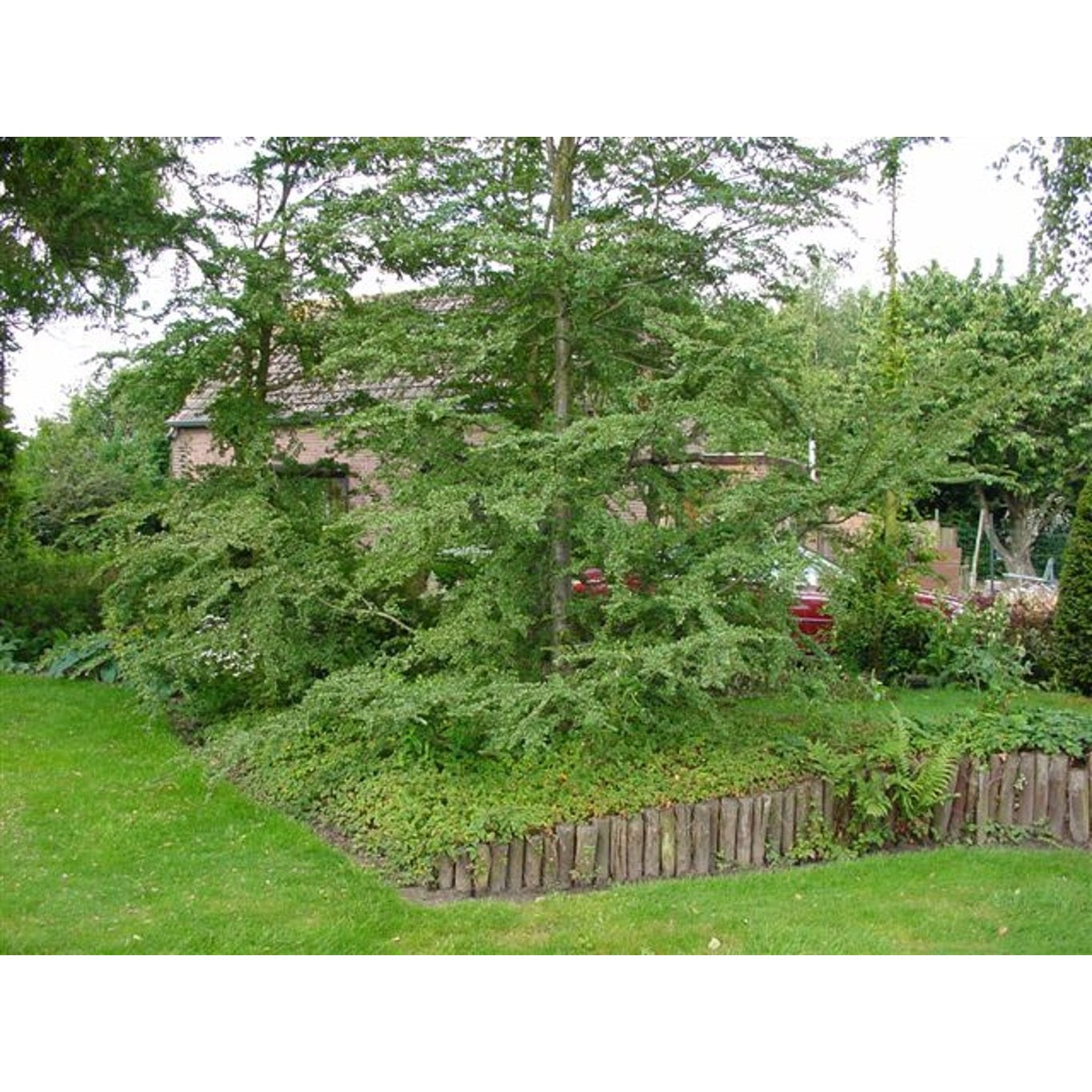 Sydlig bok – Nothofagus antarctica - C225 25/30 HO/ST