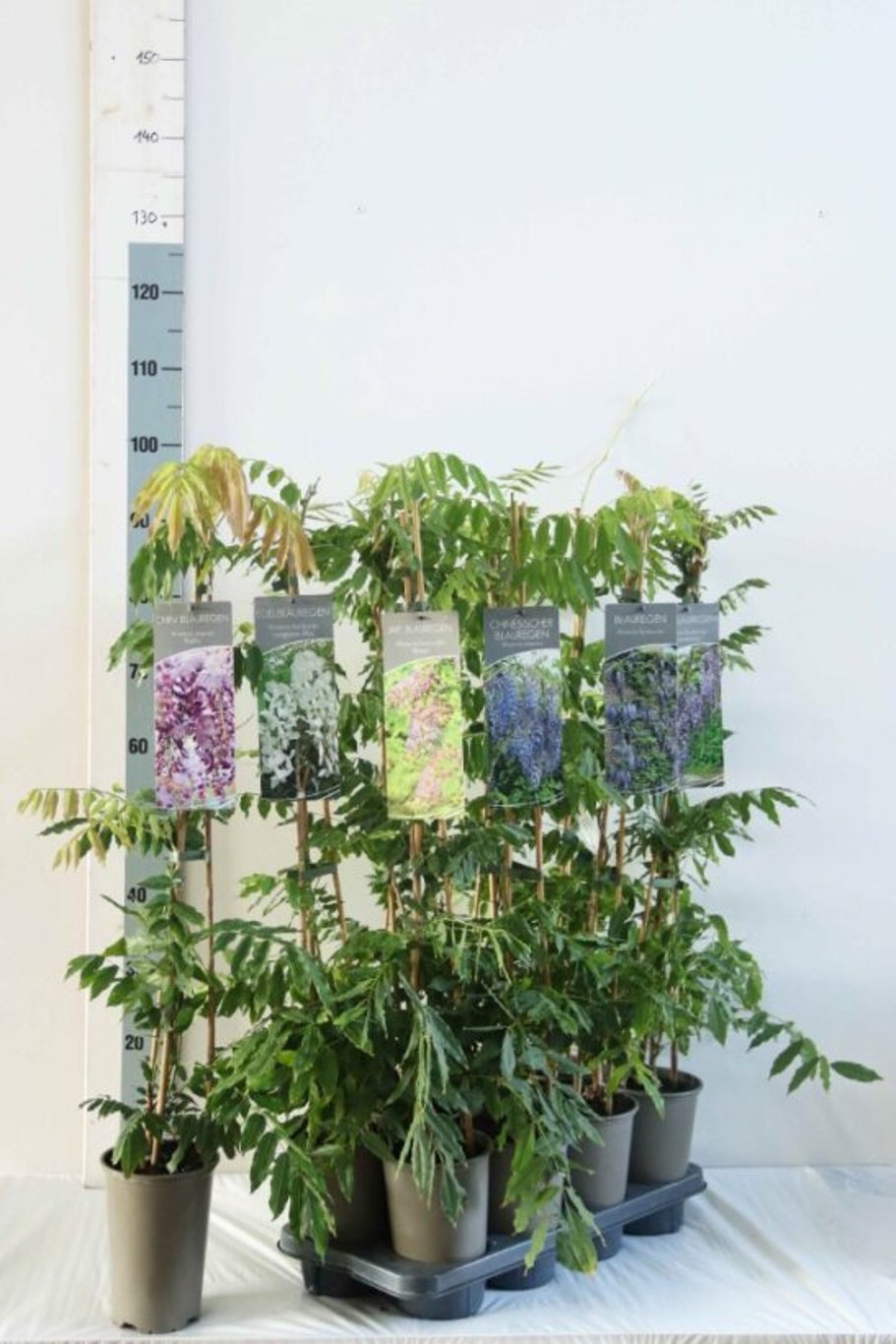 Blåregn – Wisteria floribunda 'Blue Dream' - C2 60-80 CM Stick