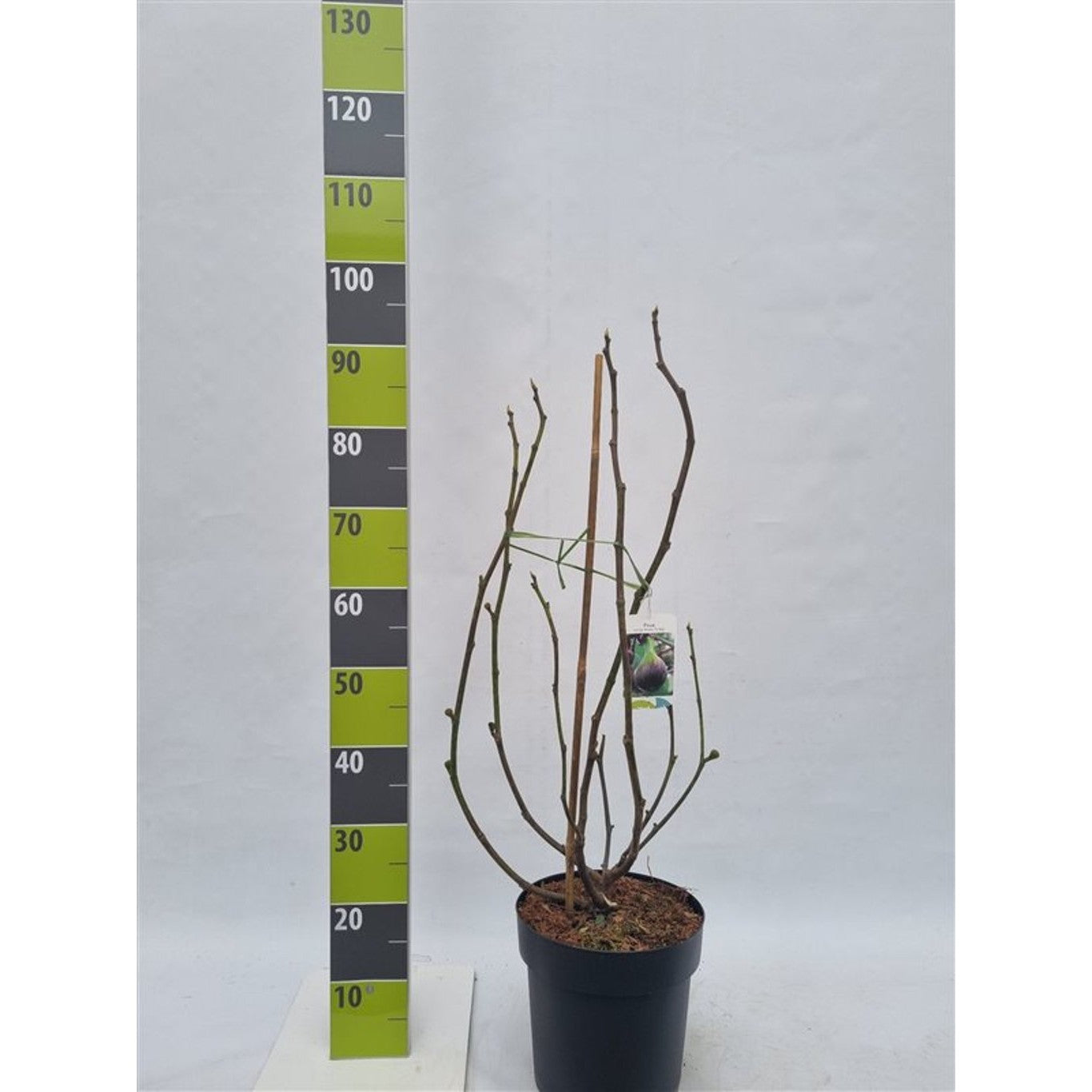 Fikon – Ficus carica 'Brown Turkey' - C7