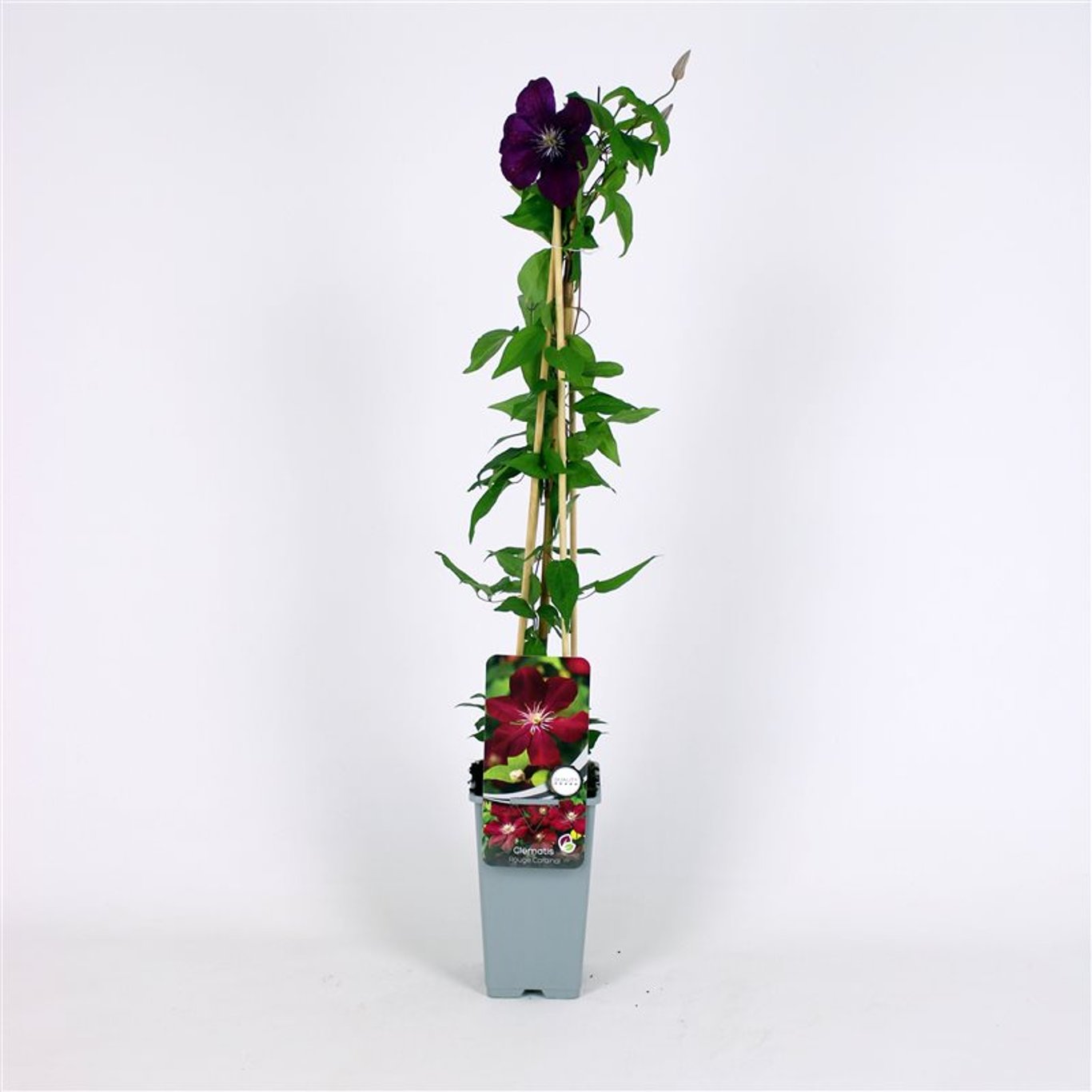 Klematis – Clematis 'Rouge Cardinal' - C2 70/+ CM