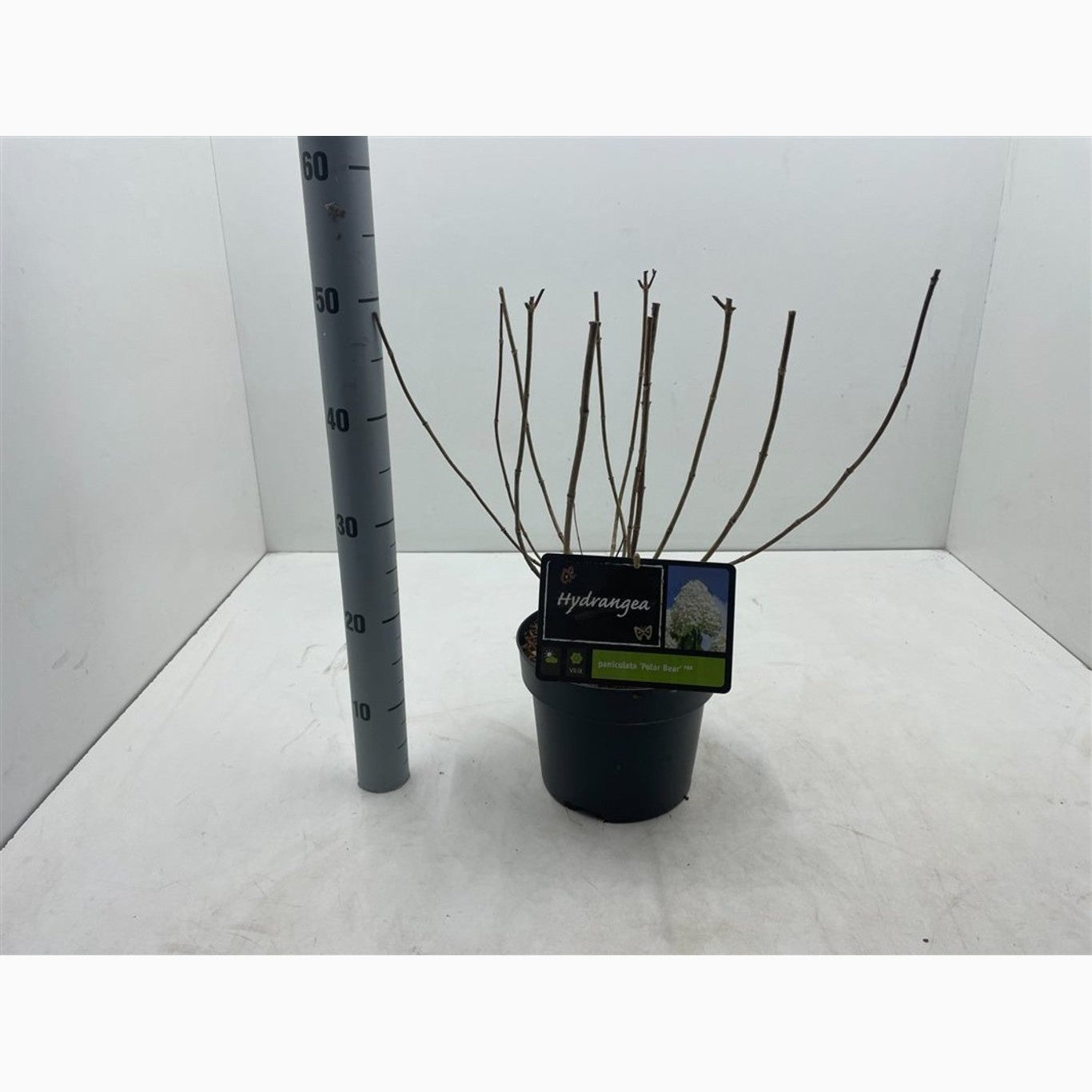 Syrenhortensia – Hydrangea paniculata 'Polar Bear' - C4