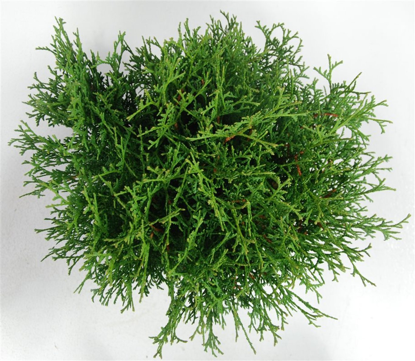 Thuja – Thuja occidentalis &