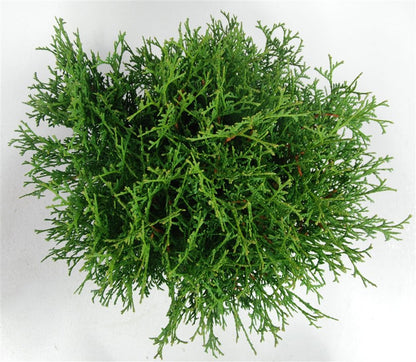 Thuja – Thuja occidentalis &