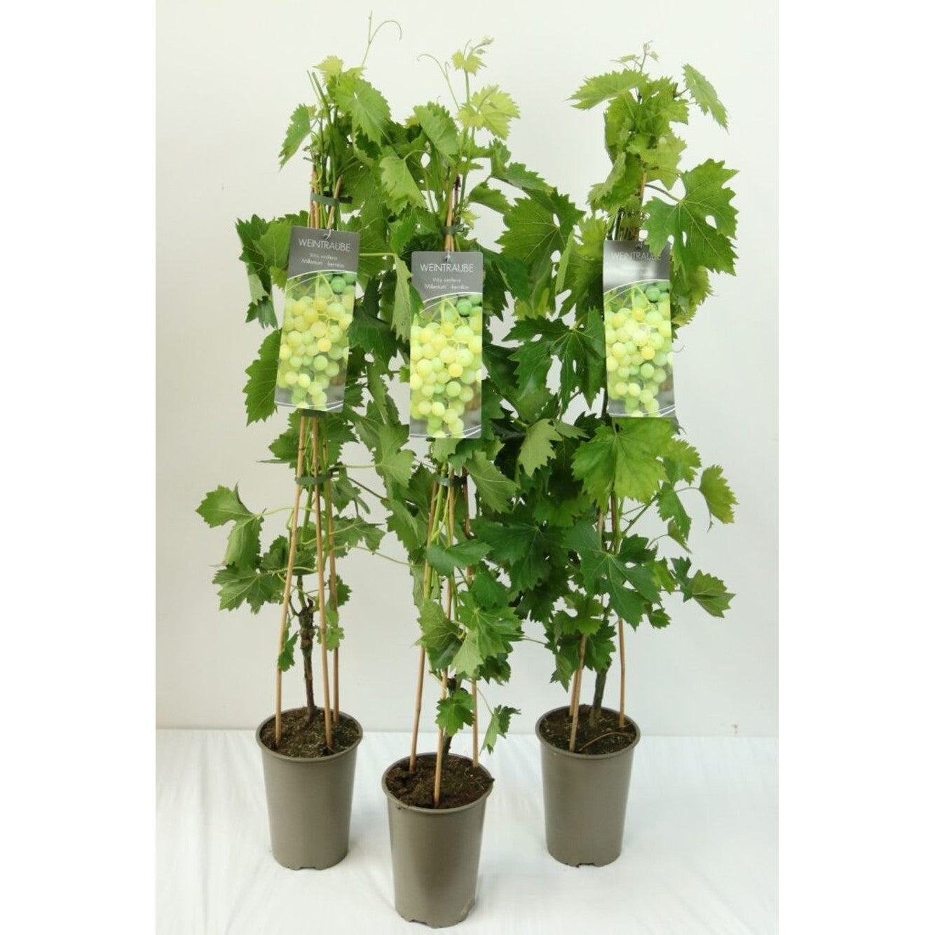 Vinranka – Vitis 'Millennium' - C3 80-100 CM Stick