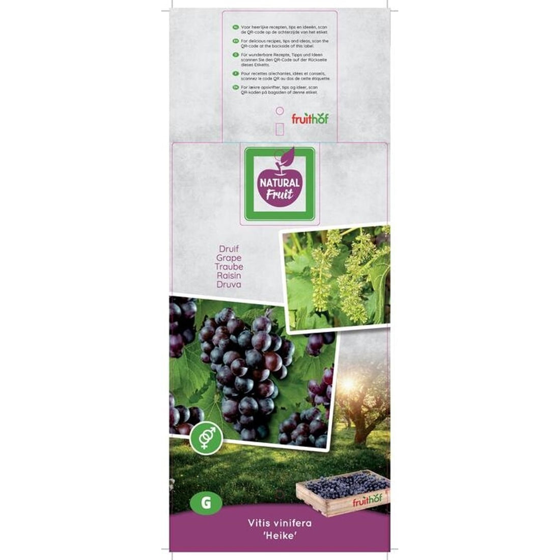 Vinranka – Vitis vinifera &