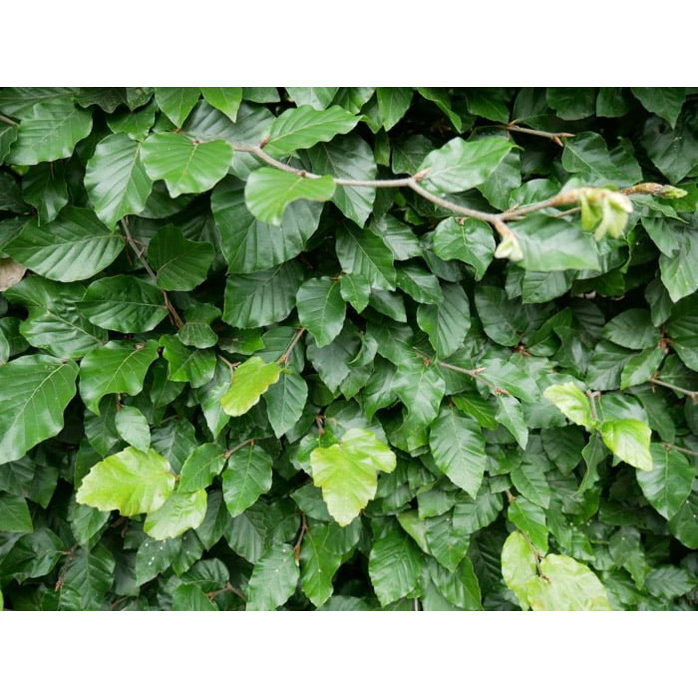 Blodbok – Fagus sylvatica - 175-200 CM RB