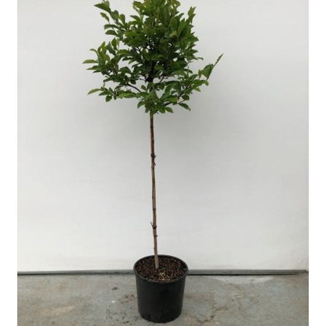 Magnolia – Magnolia 'George Henry Kern' - 100 CM Stem C10