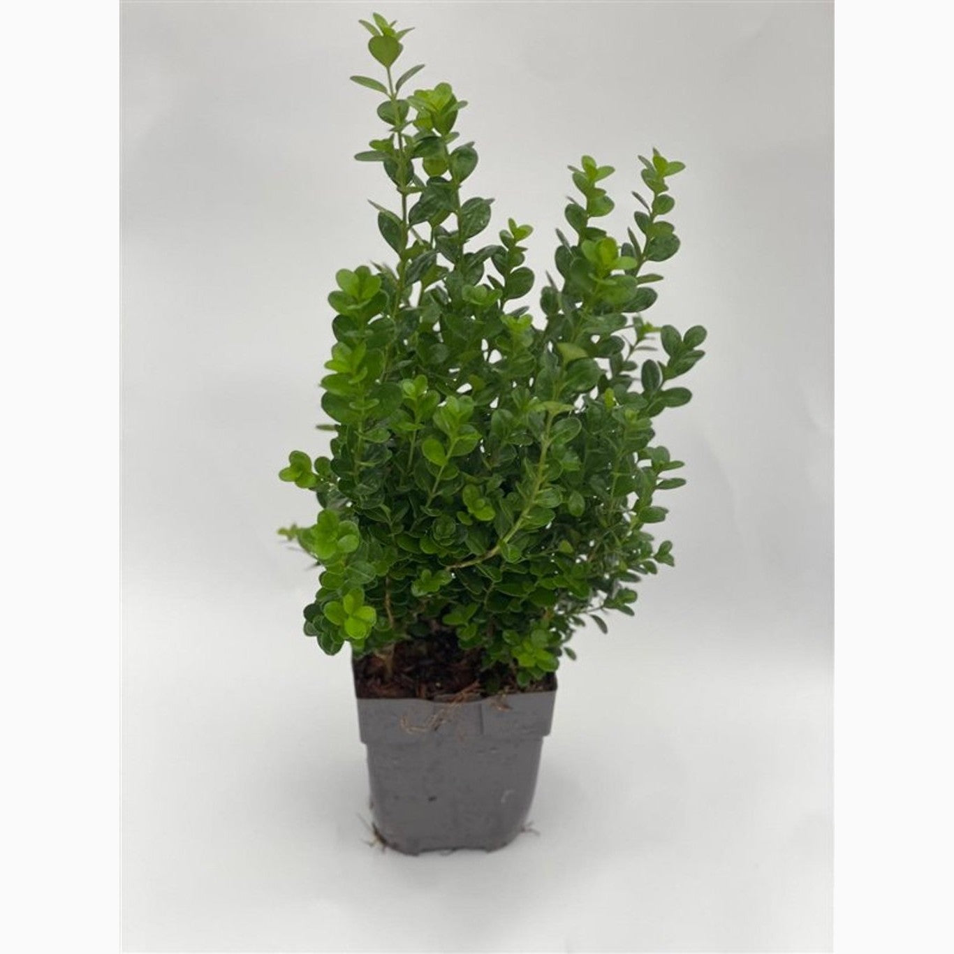Buxbom – Buxus sem. Newgen Freedom - P13