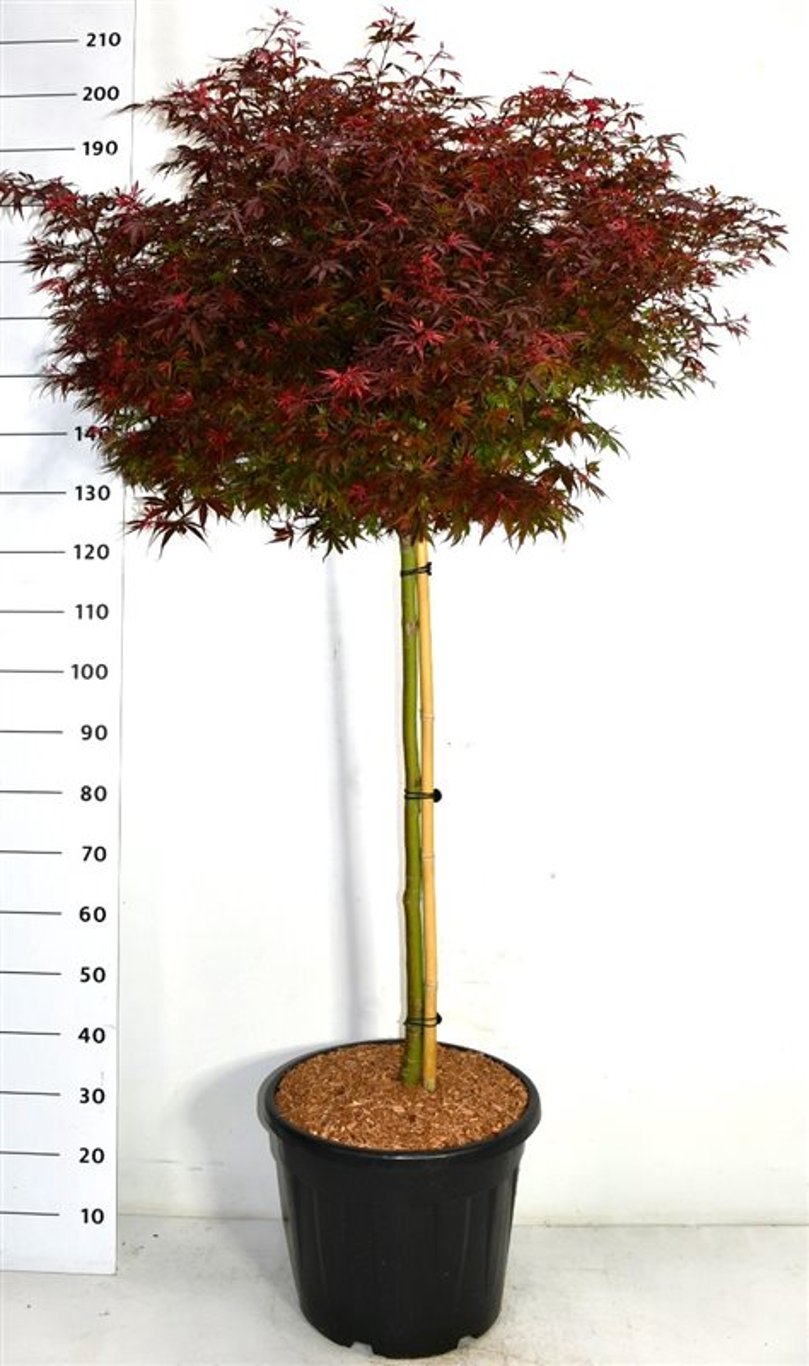 Japansk lönn – Acer palmatum &