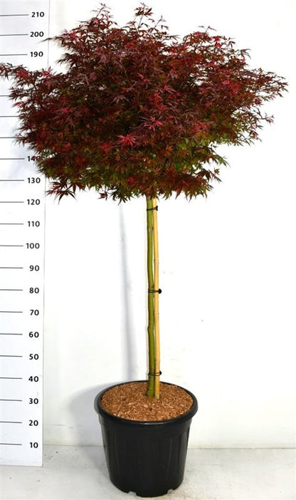 Japansk lönn – Acer palmatum &