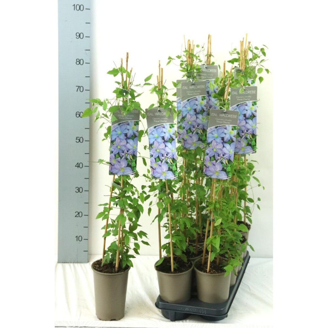 Klematis – Clematis 'Prince Charles' - C2 60-80 CM Stick