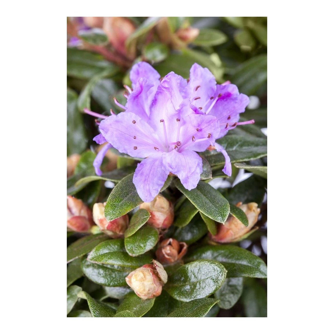 Rhododendron – Rhododendron 'Moerheim' - C2 20-25 CM