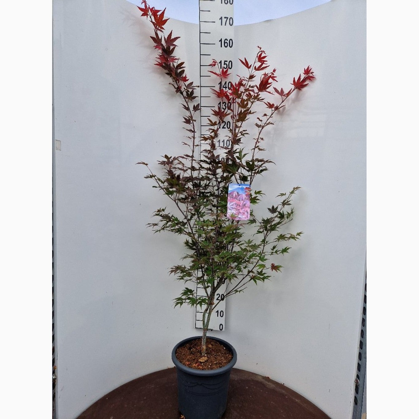 Japansk lönn – Acer pal. 'Atropurpureum' - C15 100-125 CM