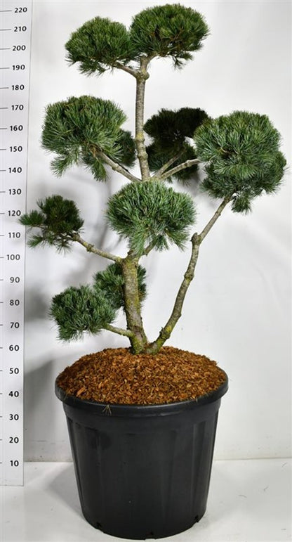 Japansk vit­tall – Pinus parviflora &