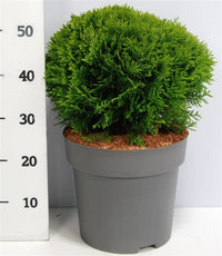 Thuja – Thuja occidentalis 'Danica' - C12 40-50 cm.