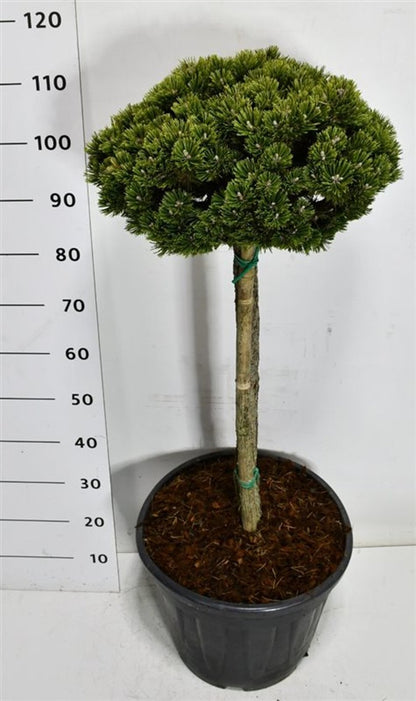 Bergtall – Pinus mugo &