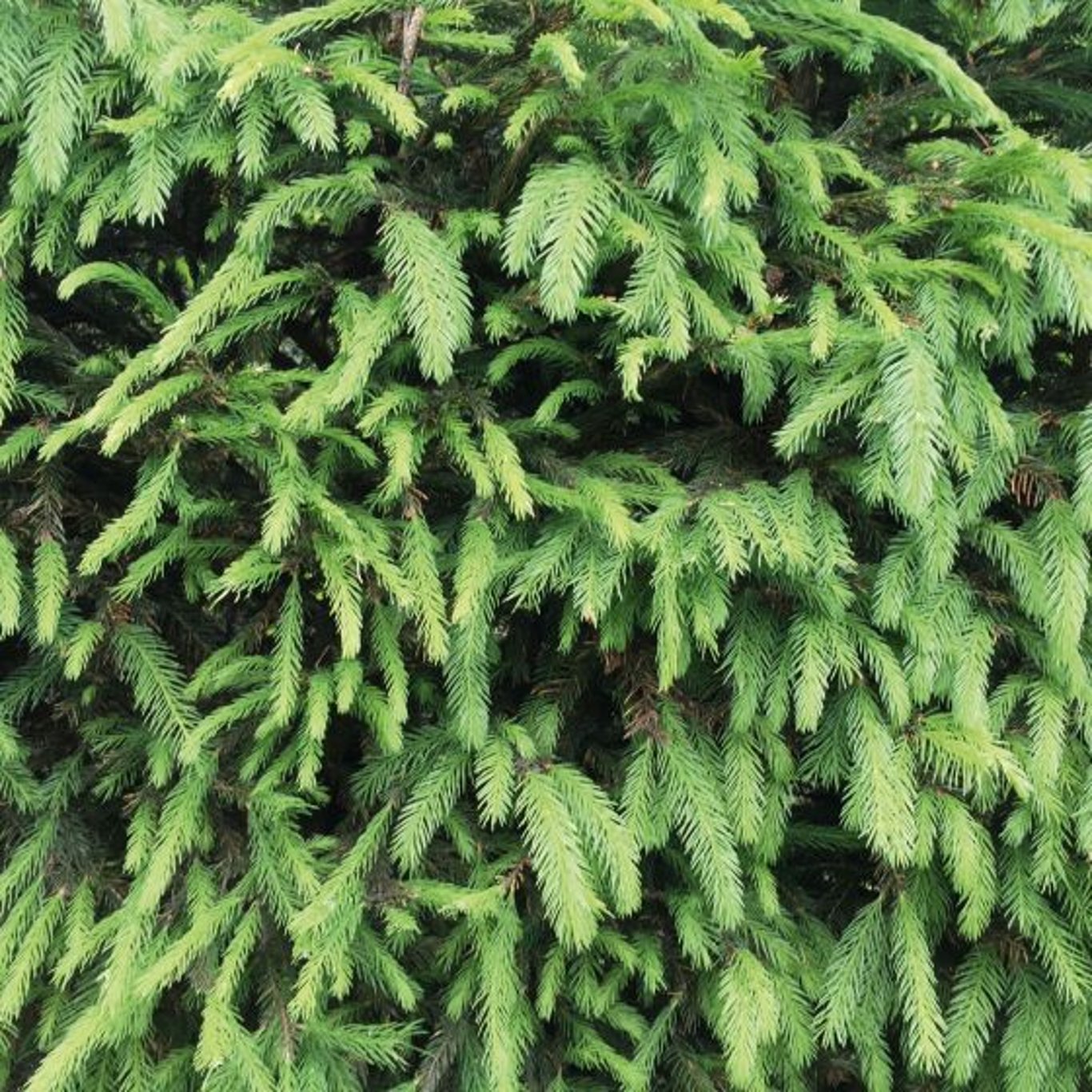 Gran – Picea abies - 30-50 CM bare root 2/1