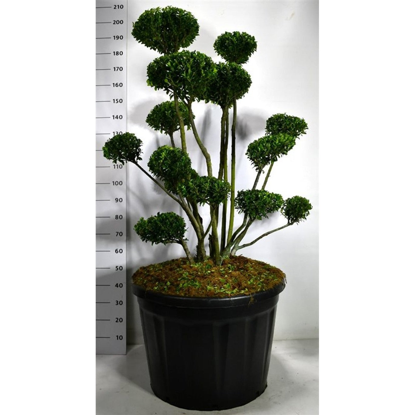 Järnek – Ilex 'Impala'® - 100-125 CM Bonsai Cont.